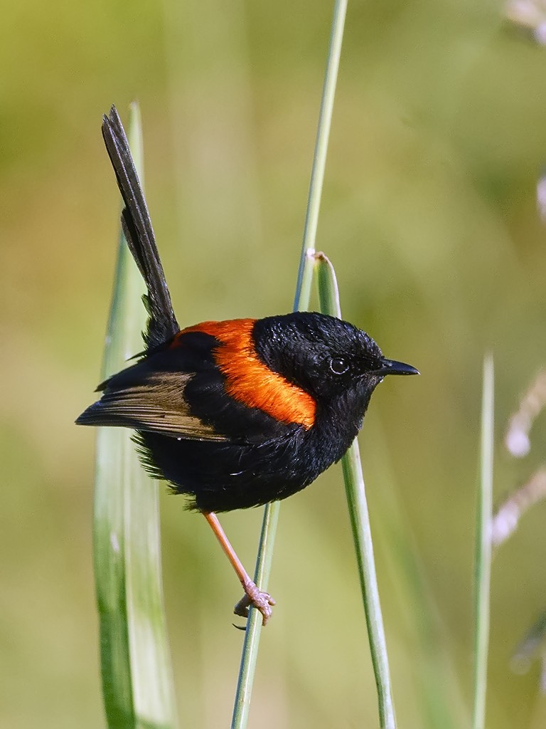 Red-backed Fairywren - David and Kathy Cook