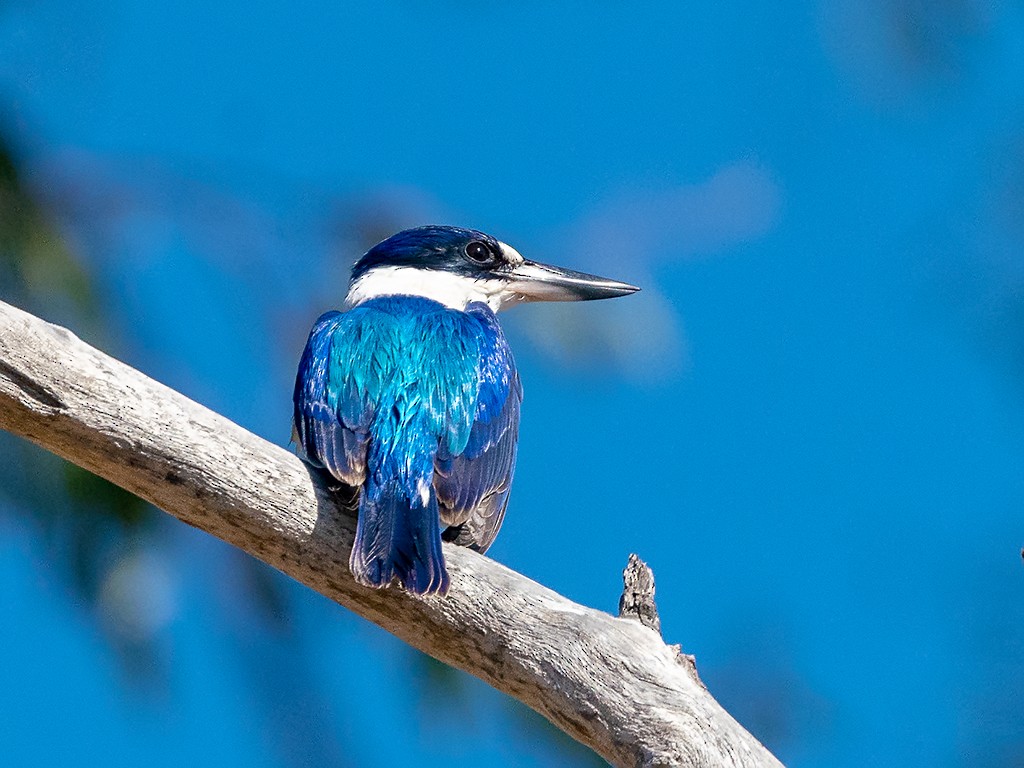 Forest Kingfisher - David and Kathy Cook