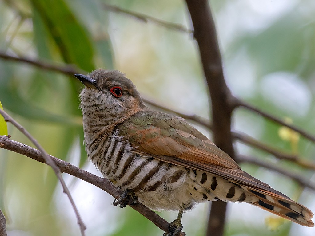 Little Bronze-Cuckoo (Gould's) - David and Kathy Cook
