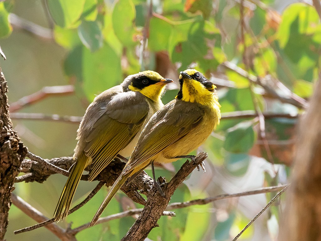 Yellow-tufted Honeyeater (Yellow-tufted) - David and Kathy Cook