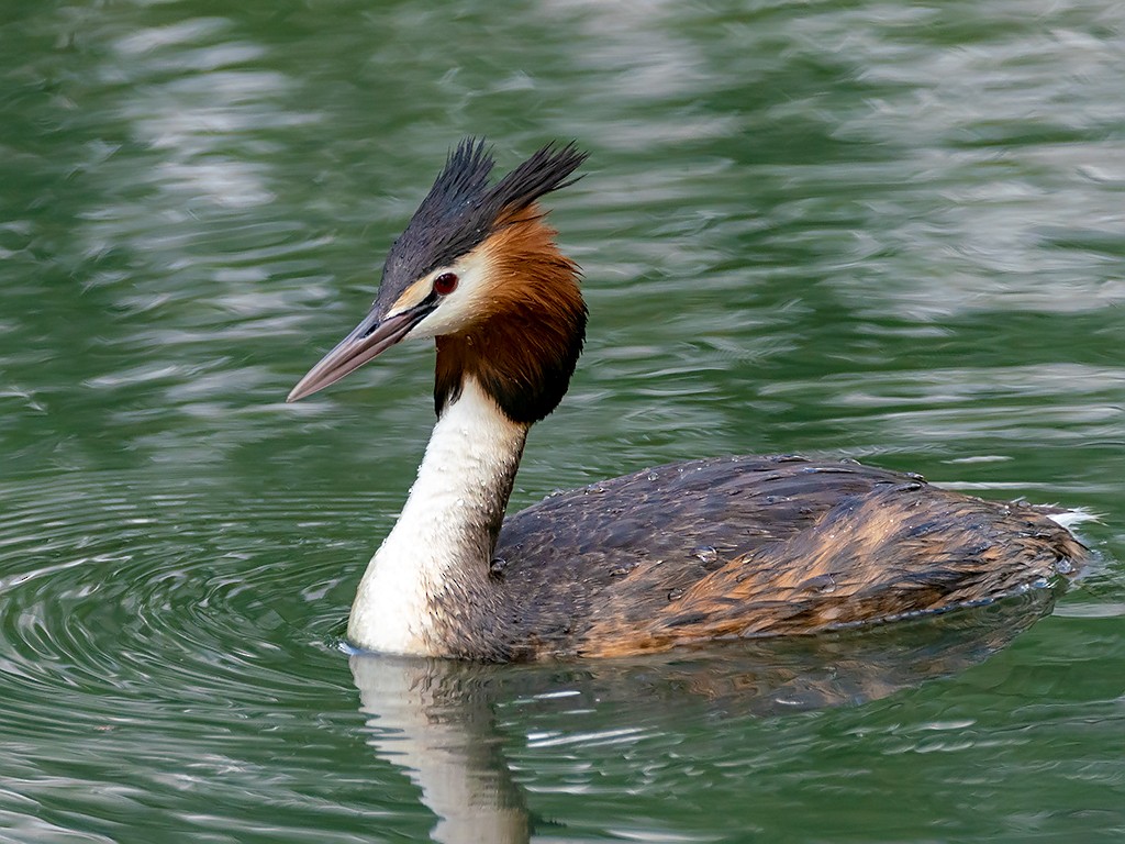 Great Crested Grebe - David and Kathy Cook