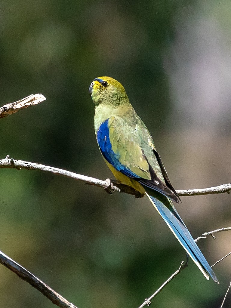Blue-winged Parrot - David and Kathy Cook