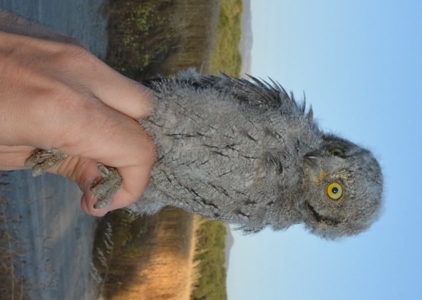 Eurasian Scops-Owl - Arnau Bonan