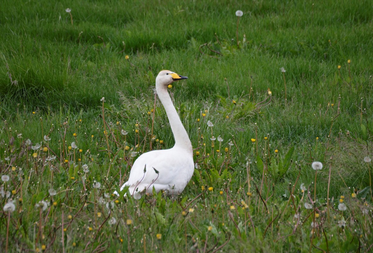 Whooper Swan - Arnau Bonan