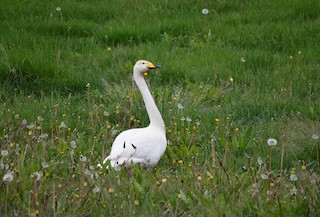 Whooper Swan, ML205751051