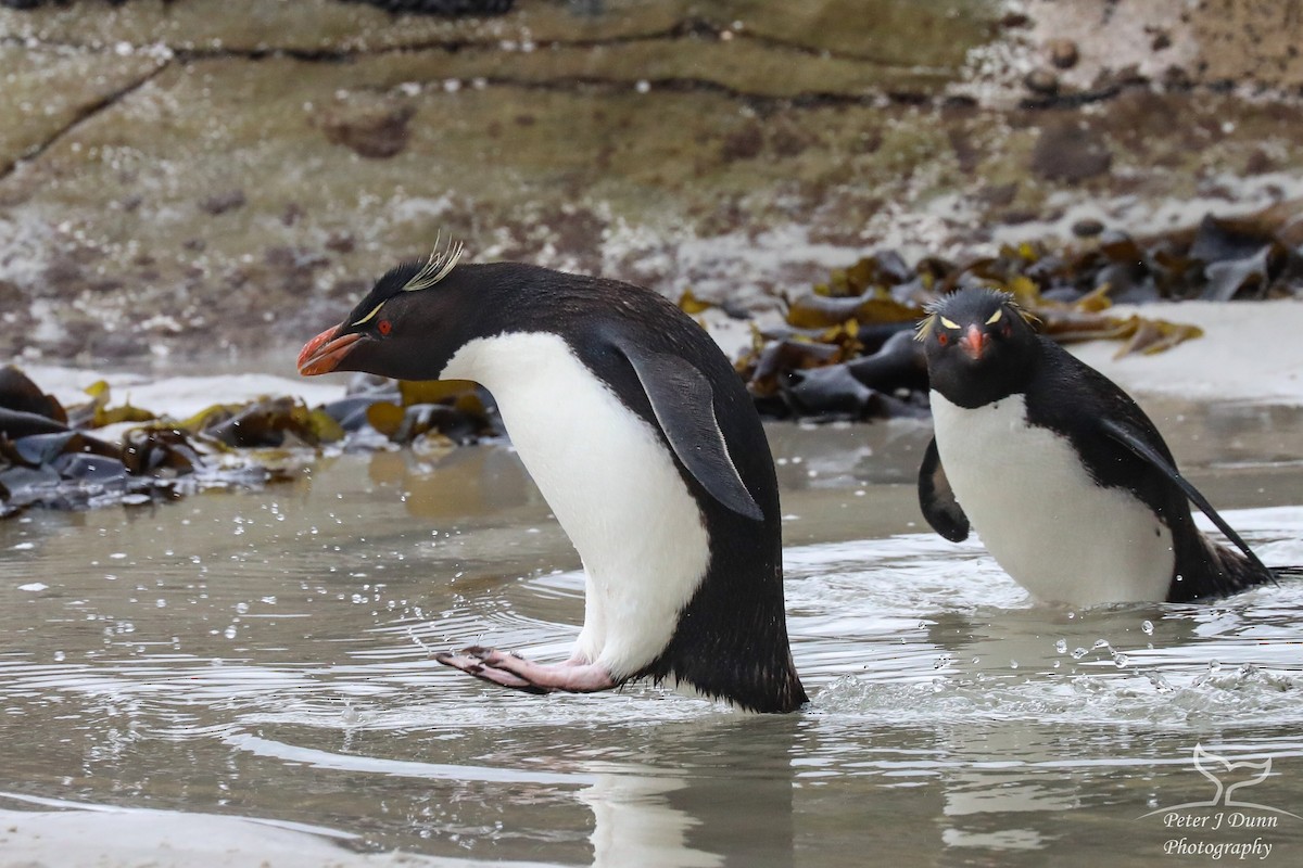 Southern Rockhopper Penguin (Western) - ML205751111