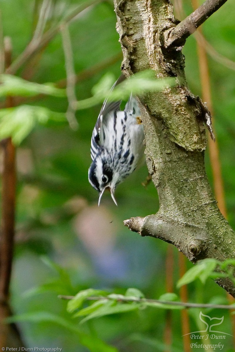 Black-and-white Warbler - Peter J Dunn