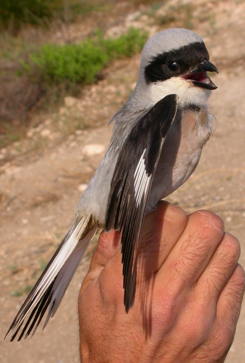 Lesser Gray Shrike - Arnau Bonan