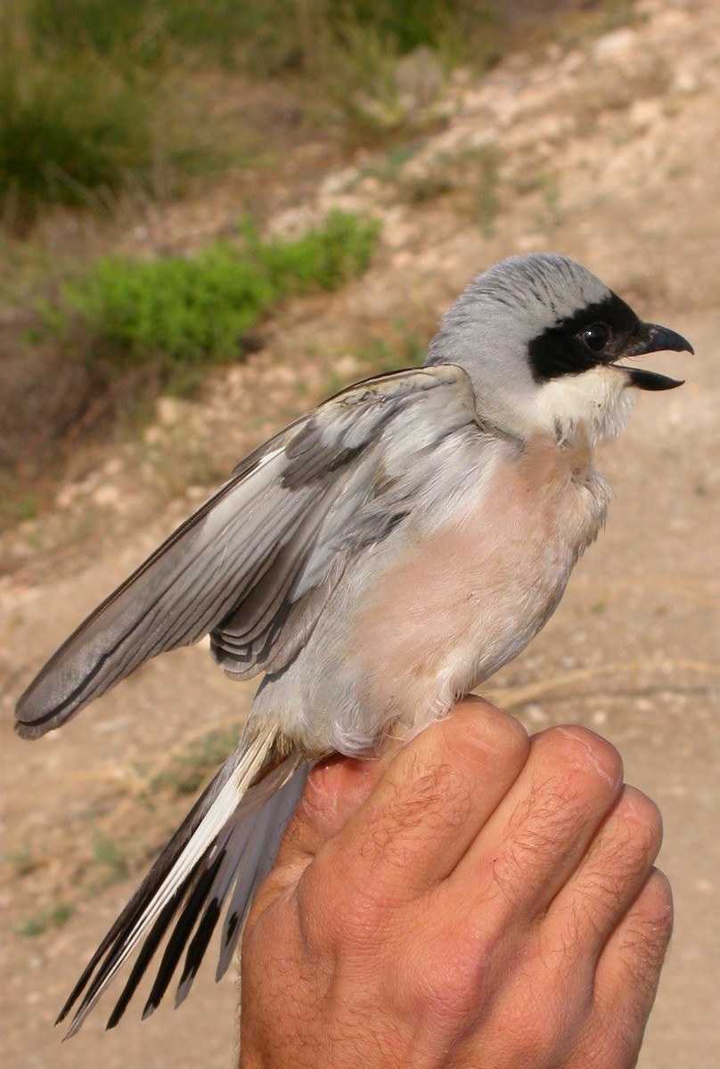 Lesser Gray Shrike - Arnau Bonan