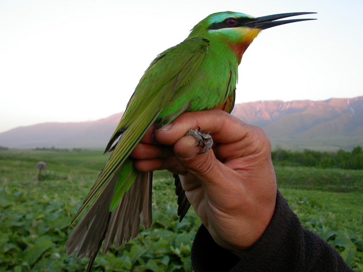 Blue-cheeked Bee-eater - ML205751411