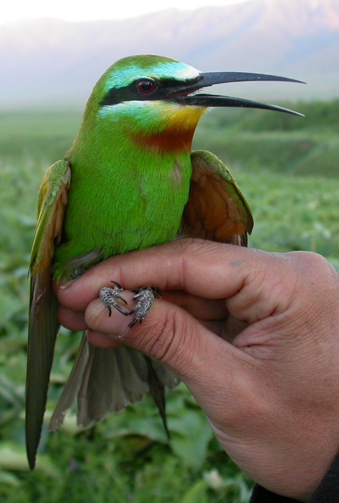 Blue-cheeked Bee-eater - ML205751421