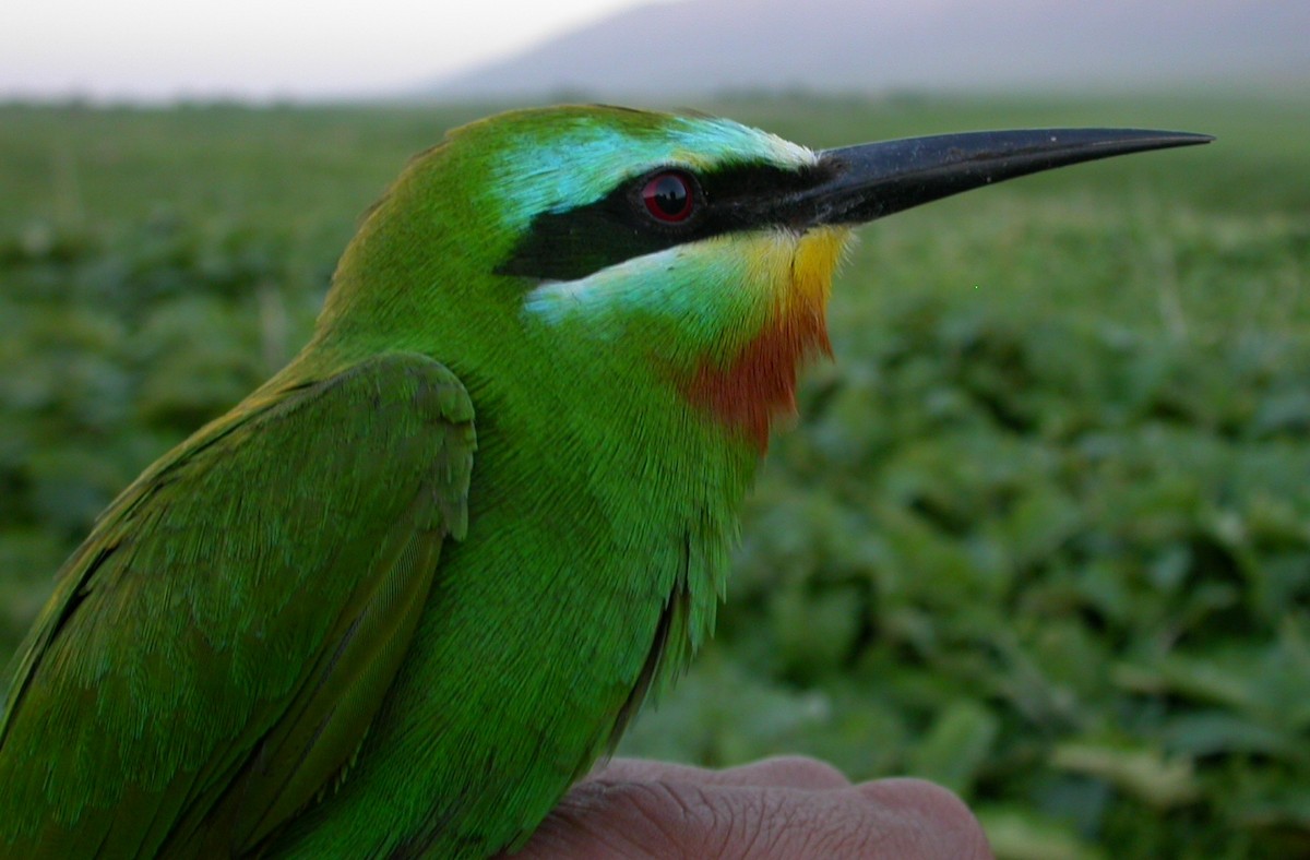 Blue-cheeked Bee-eater - ML205751431