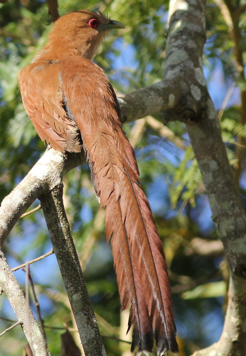 Squirrel Cuckoo (Amazonian) - Sergio Porto