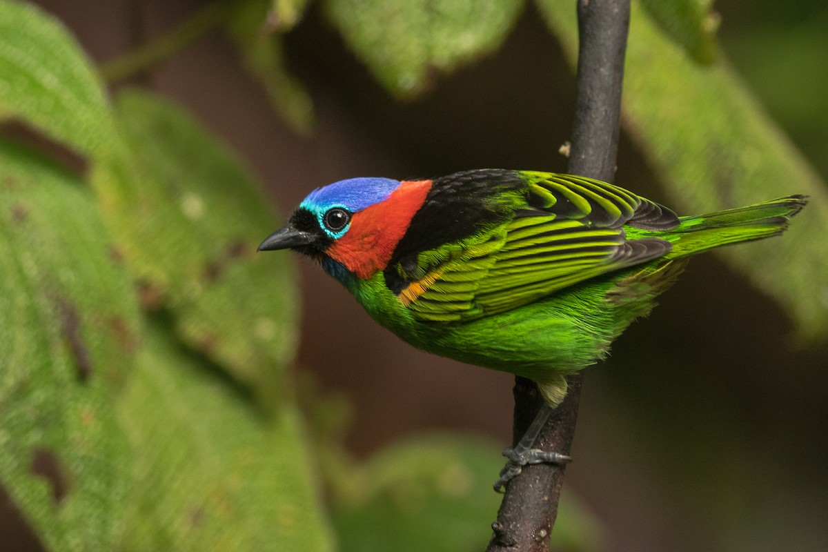 Red-necked Tanager - ML205752101
