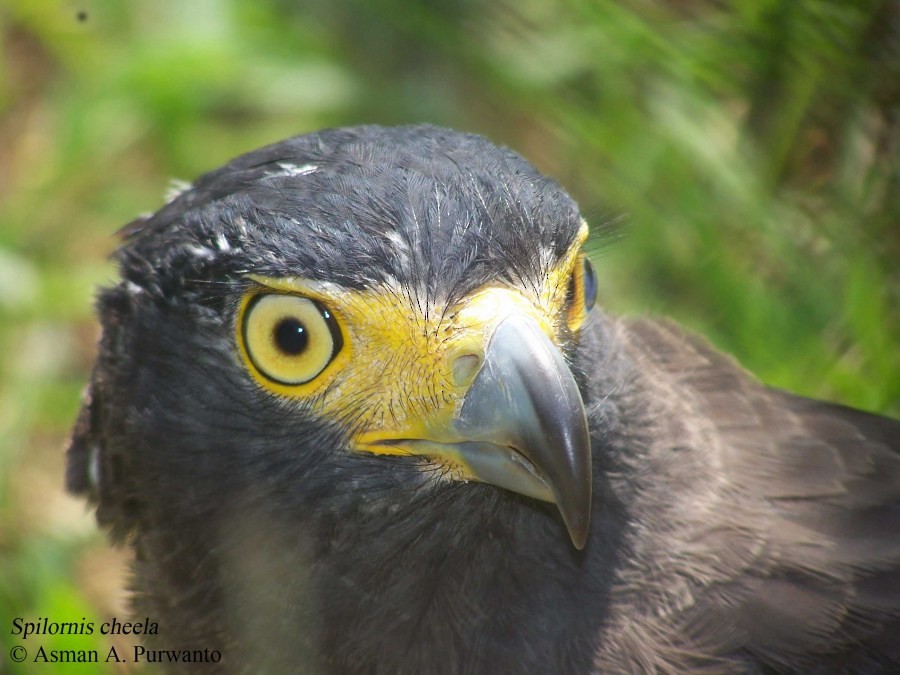 Crested Serpent-Eagle (Crested) - Asman Adi Purwanto