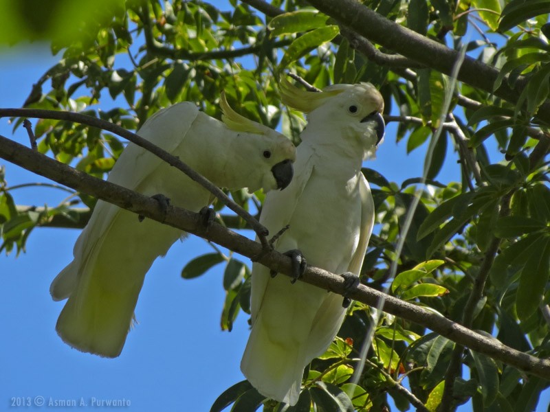 Yellow-crested Cockatoo - Asman Adi Purwanto