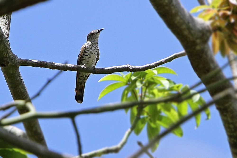 Little Bronze-Cuckoo (Banda) - ML205752991