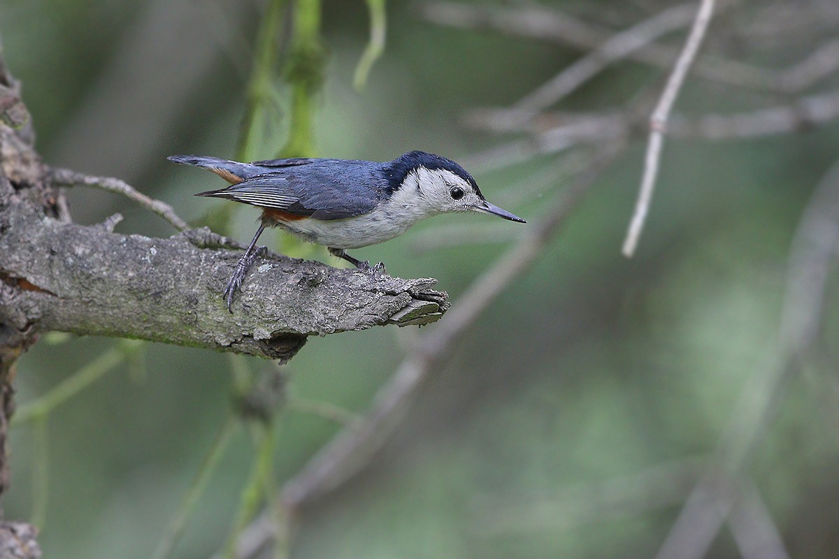 White-cheeked Nuthatch - ML205753291