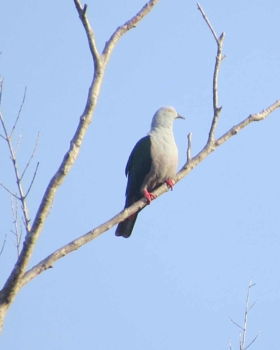 Spice Imperial-Pigeon (Gray-naped) - ML205753671