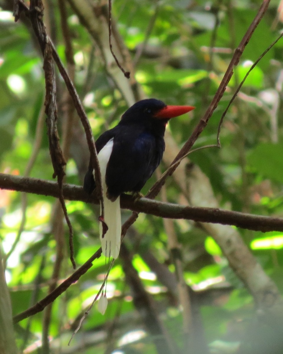 Numfor Paradise-Kingfisher - Phil Gregory | Sicklebill Safaris | www.birder.travel