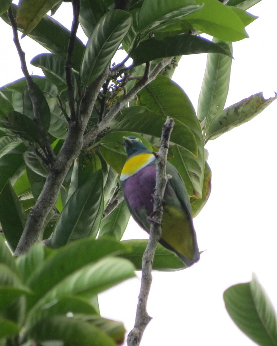 Geelvink Fruit-Dove - Phil Gregory | Sicklebill Safaris | www.birder.travel