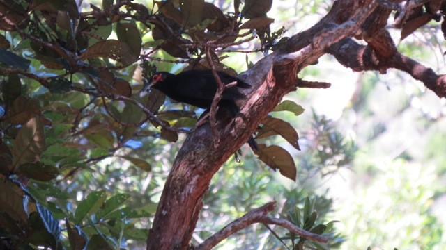 Crow Honeyeater - Phil Gregory | Sicklebill Safaris | www.birder.travel