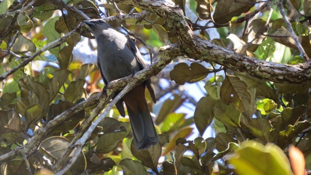 New Caledonian Cuckooshrike - Phil Gregory | Sicklebill Safaris | www.birder.travel