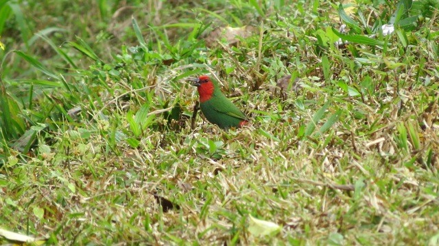 Red-throated Parrotfinch - ML205753891
