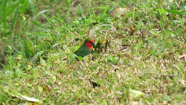 Red-throated Parrotfinch - ML205753901