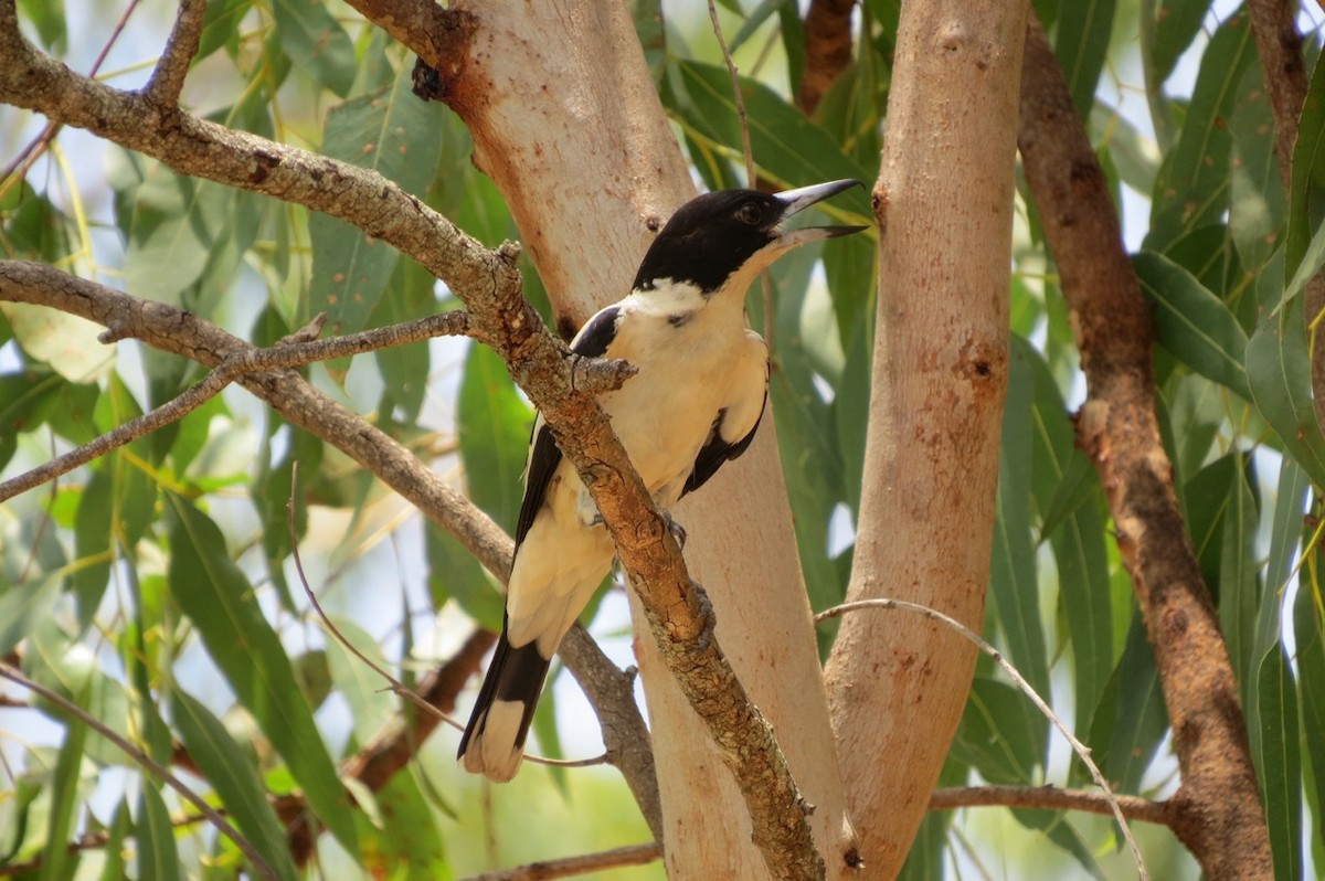 Silver-backed Butcherbird - Phil Gregory | Sicklebill Safaris | www.birder.travel