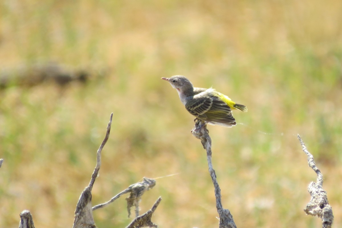 Yellow Chat - Phil Gregory | Sicklebill Safaris | www.birder.travel