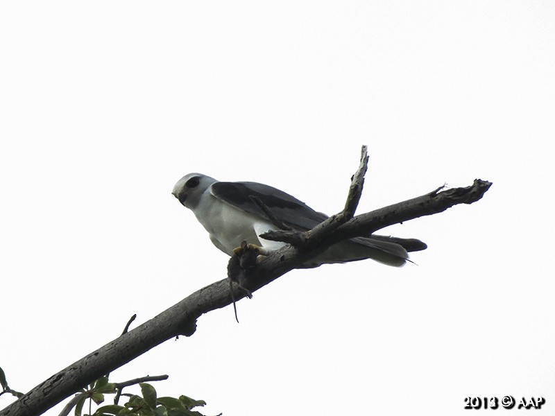 Black-winged Kite - Asman Adi Purwanto