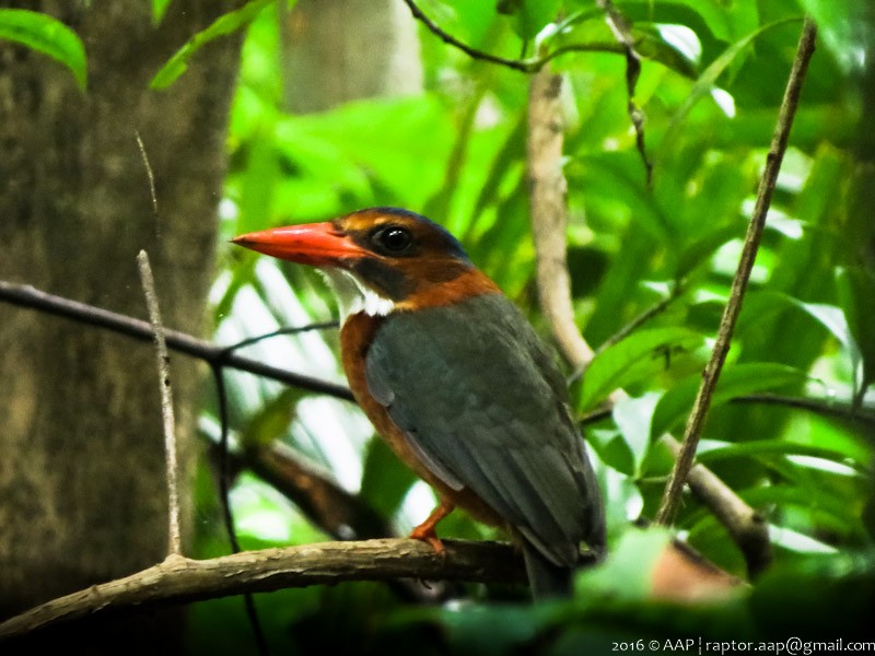 Green-backed Kingfisher (Blue-headed) - Asman Adi Purwanto