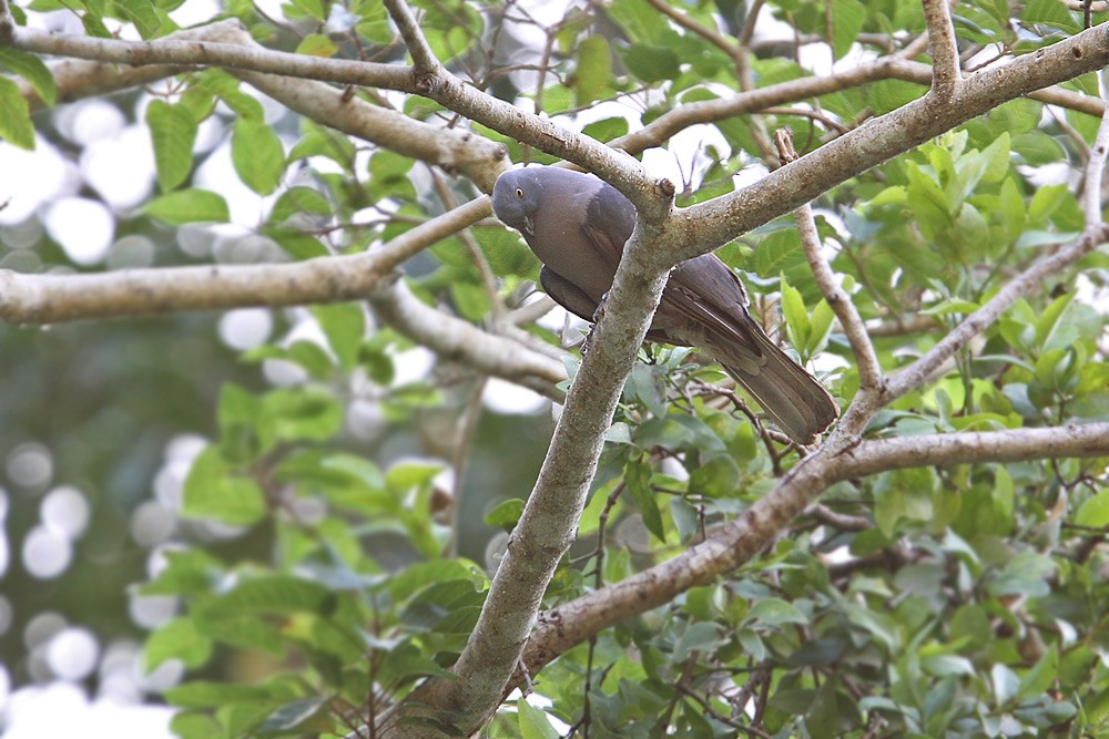 Timor Imperial-Pigeon - ML205754691