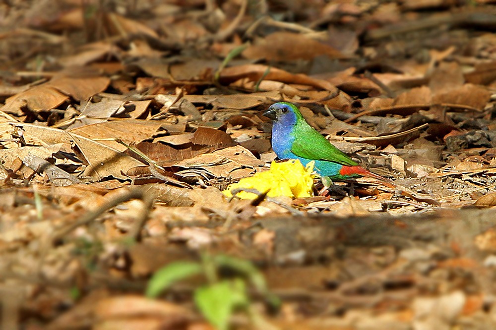Tricolored Parrotfinch - ML205754701