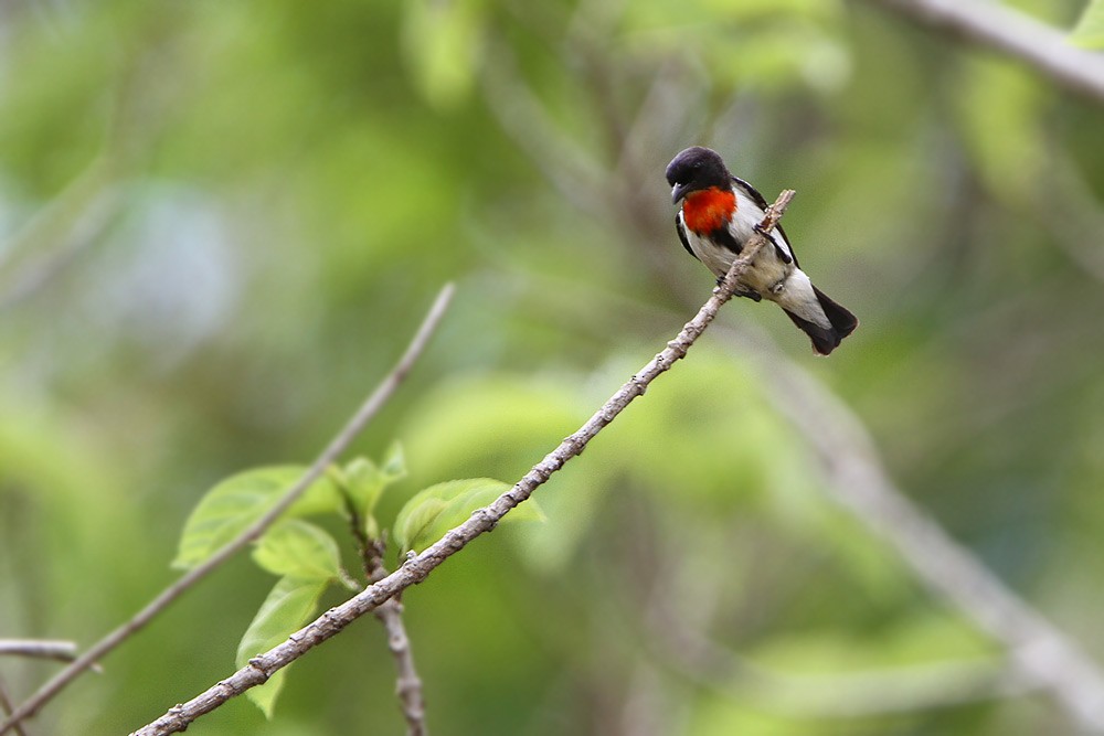 Red-chested Flowerpecker - James Eaton