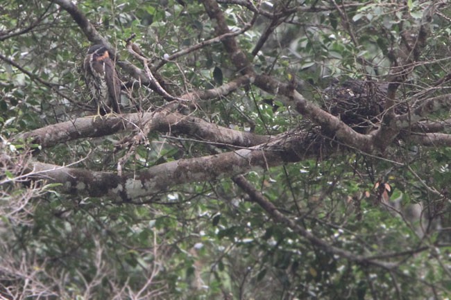 White-eared Night Heron - James Eaton