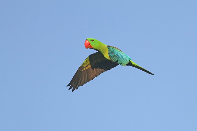 Great-billed Parrot - ML205755201