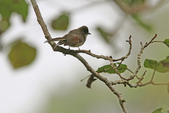 Brown-capped Fantail - James Eaton