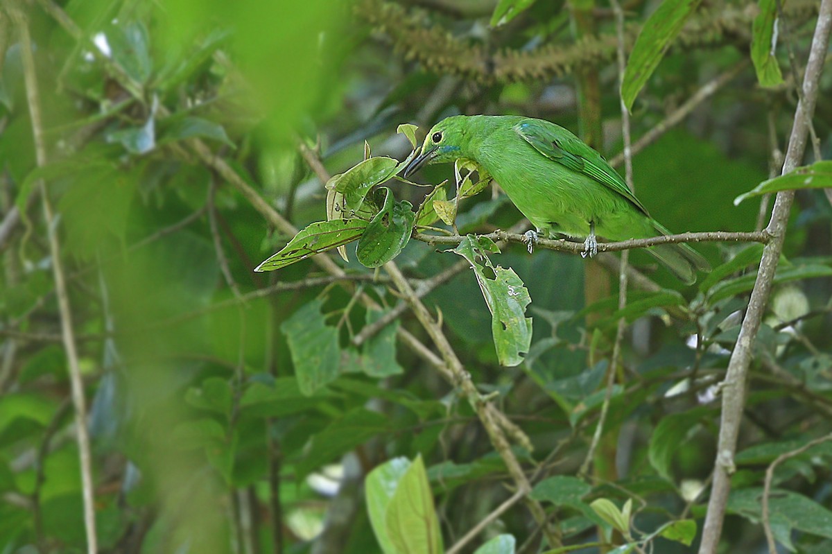 Sumatran Leafbird - ML205755281