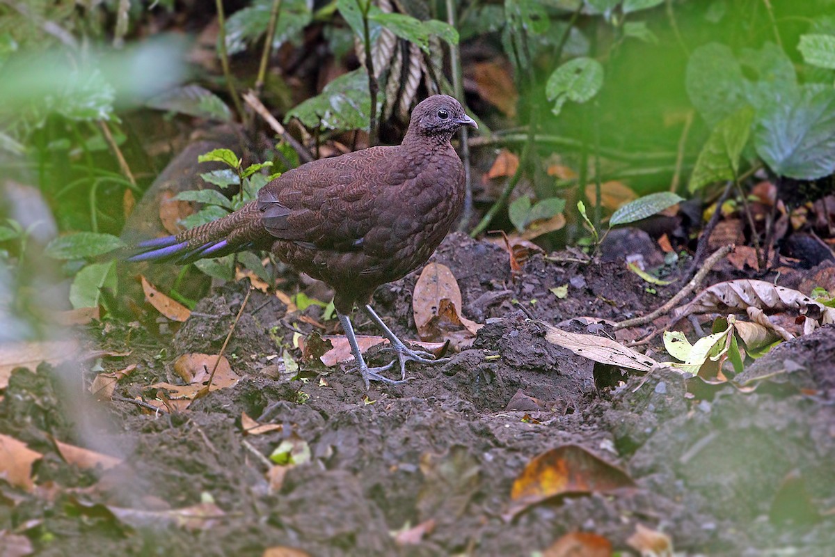 Bronze-tailed Peacock-Pheasant - ML205755431