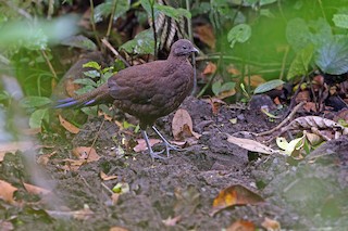 Bronze-tailed Peacock-Pheasant - Polyplectron chalcurum - Birds of the ...