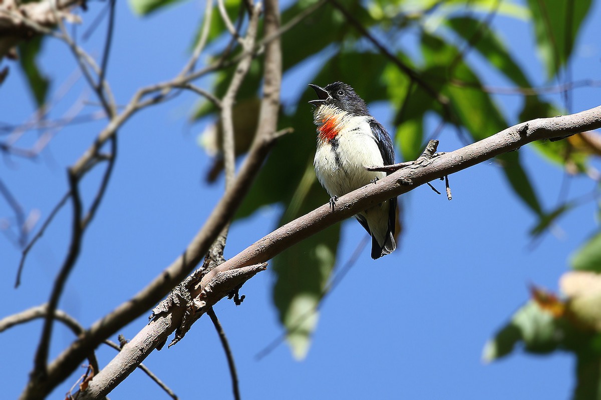 Blood-breasted Flowerpecker (Timor) - James Eaton
