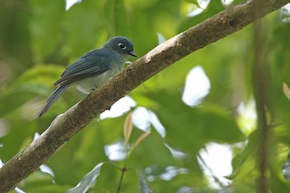 Cerulean Paradise-Flycatcher - Eutrichomyias rowleyi - Birds of the World