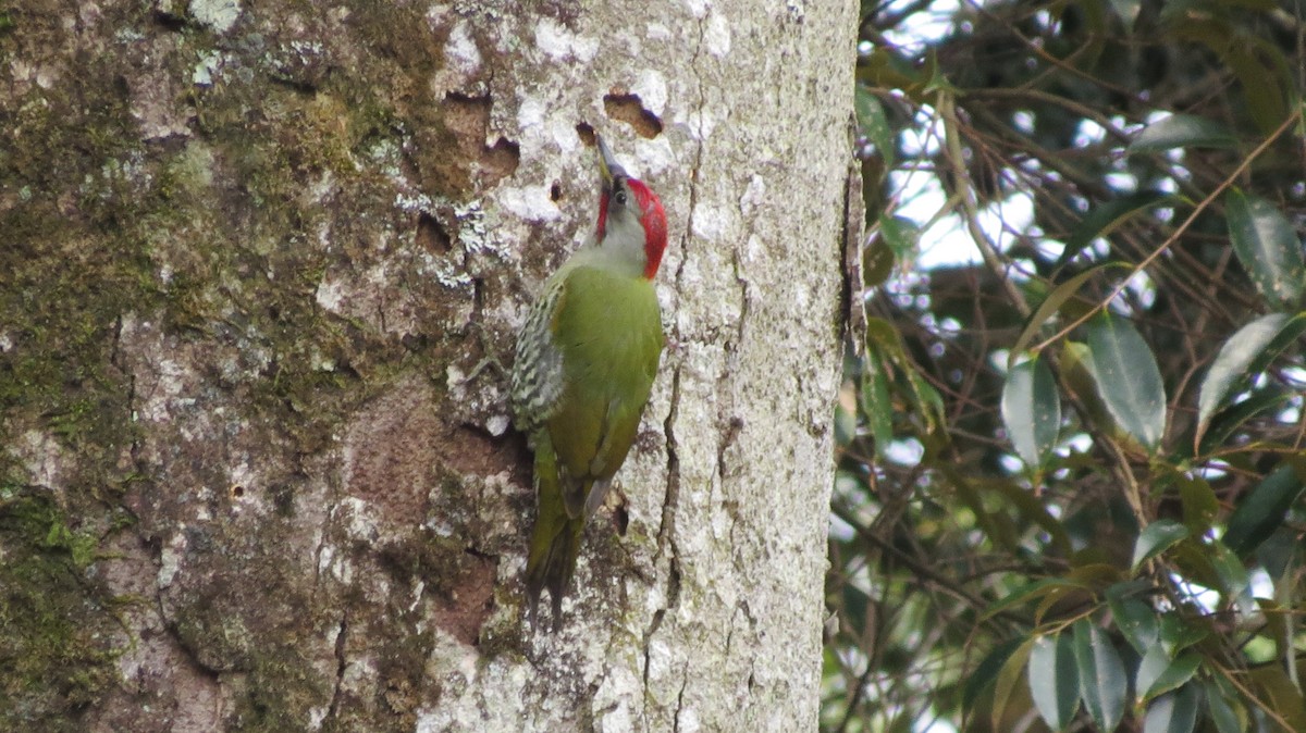 Japanese Woodpecker - Phil Gregory | Sicklebill Safaris | www.birder.travel