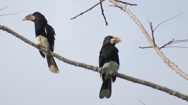 Piping Hornbill (Western) - Phil Gregory | Sicklebill Safaris | www.birder.travel