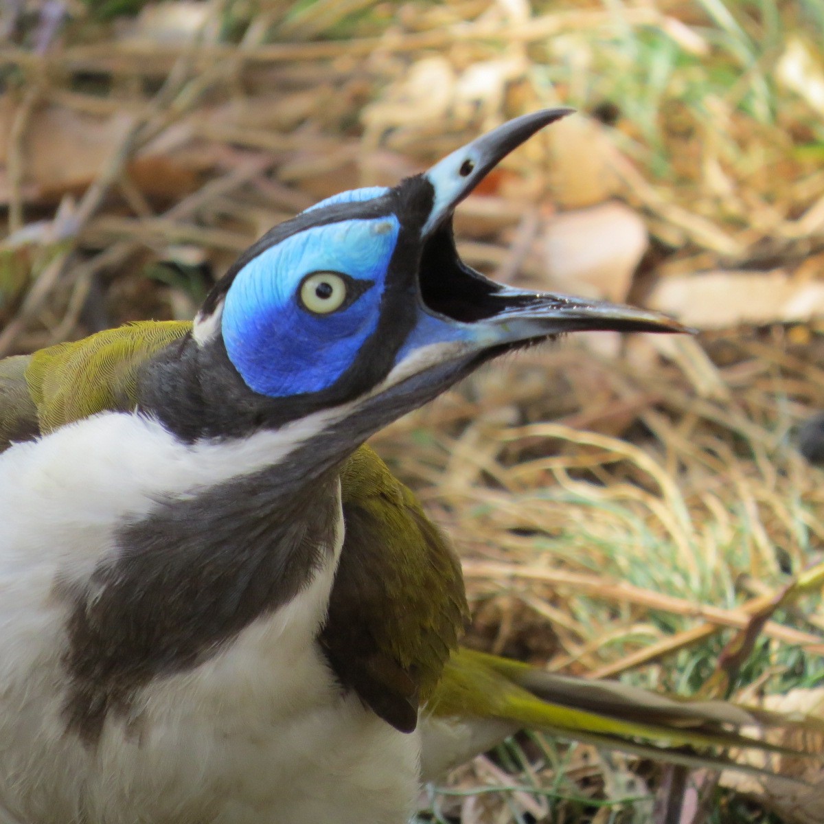 Blue-faced Honeyeater (Blue-faced) - Phil Gregory | Sicklebill Safaris | www.birder.travel