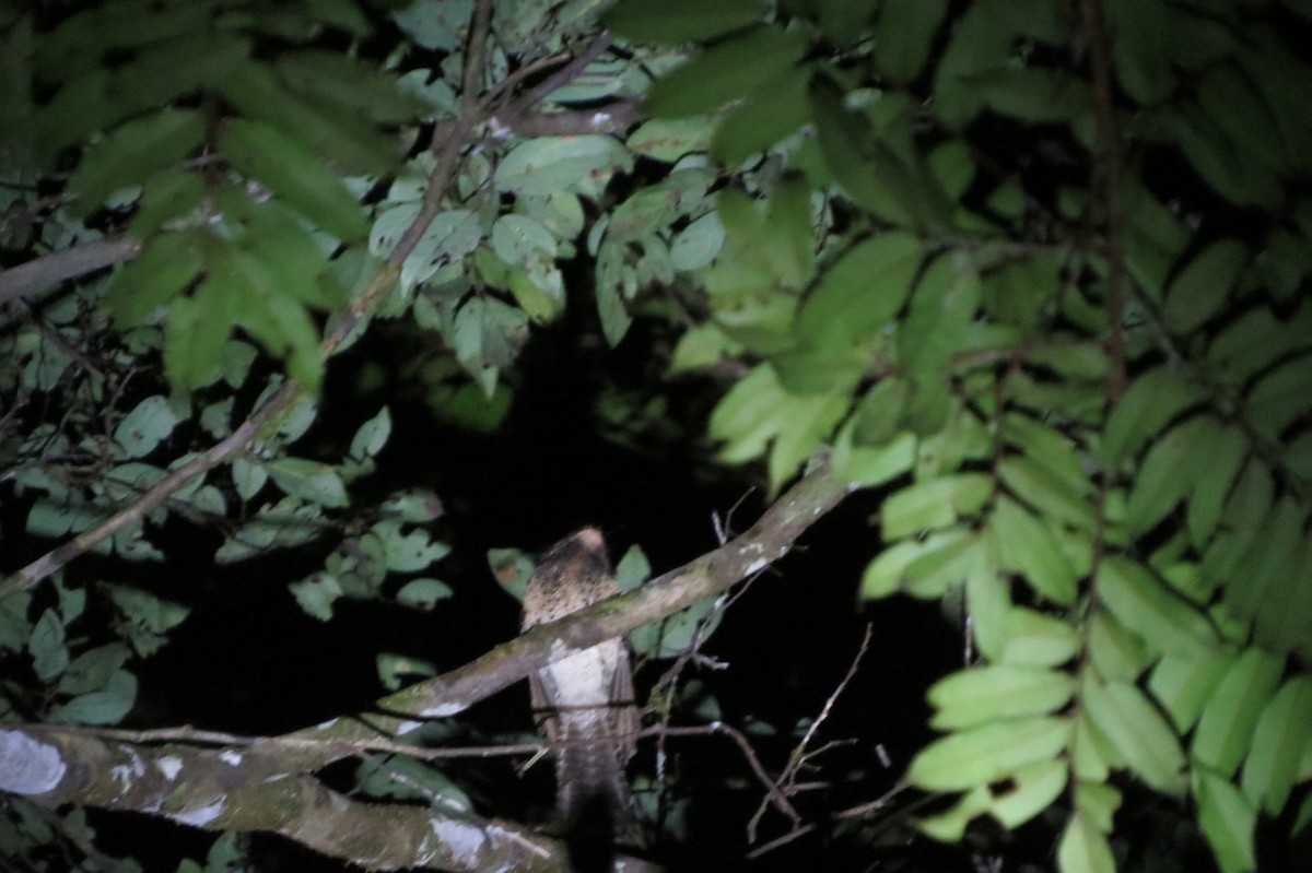 Wallace's Owlet-nightjar - ML205756271