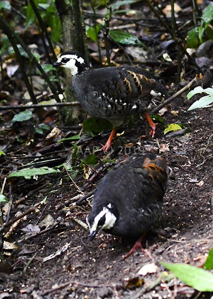 Gray-breasted Partridge - ML205756571