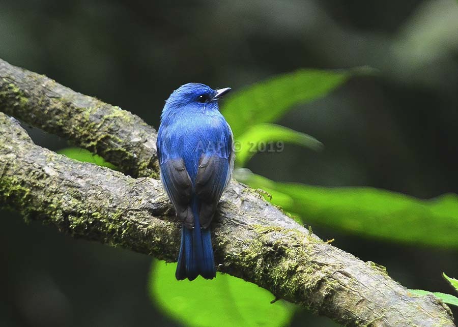 Pale Blue Flycatcher (Hartert's) - Asman Adi Purwanto